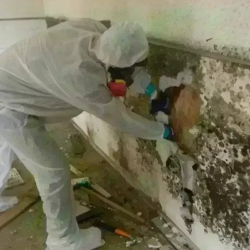 Mold Remediation and Removal in Orange County, TX